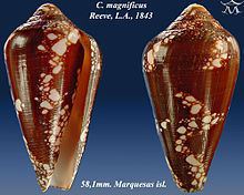 Conus magnificus httpsuploadwikimediaorgwikipediacommonsthu