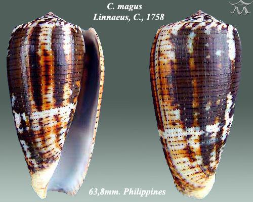 Conus magus Conus magus Linnaeus 1758 Checklist View