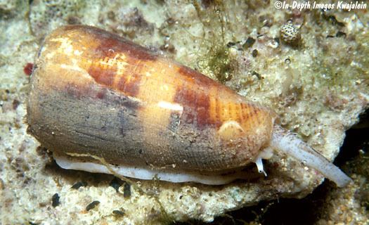 Conus magus Conus magus