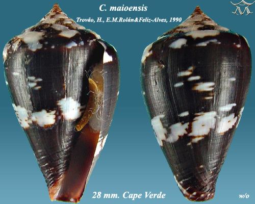 Conus maioensis