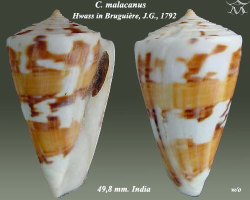 Conus malacanus