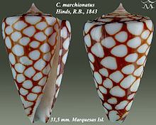 Conus marchionatus httpsuploadwikimediaorgwikipediacommonsthu