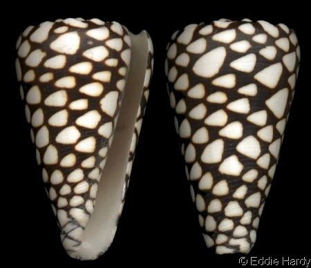 Conus marmoreus Conusmarmoreusjpg