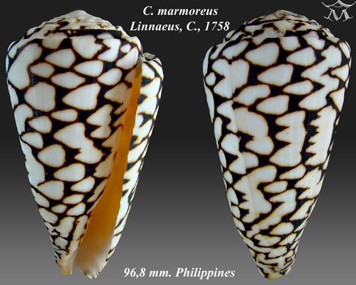 Conus marmoreus Conus marmoreus Linnaeus 1758 Checklist View