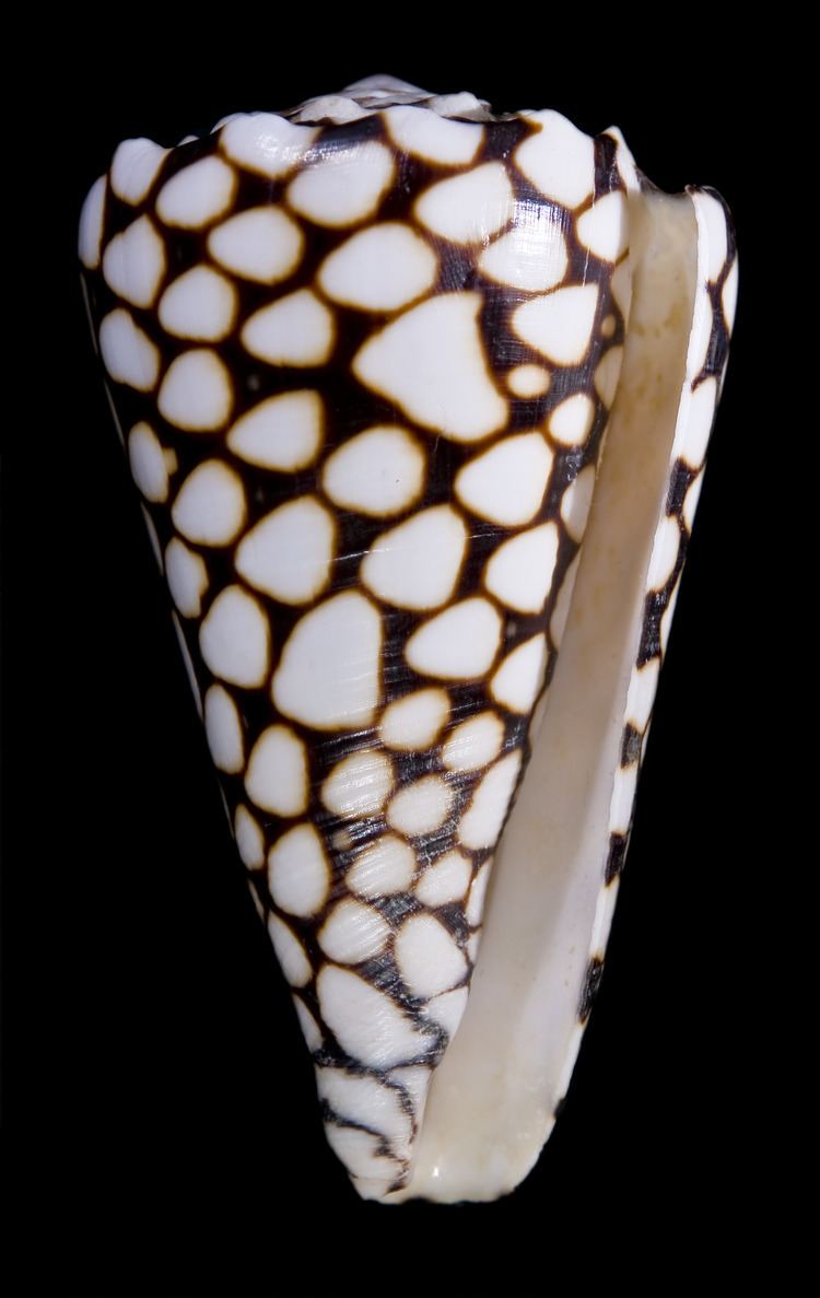 Conus marmoreus Conus marmoreus Wikiwand