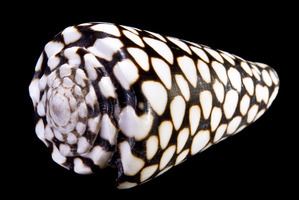 Conus marmoreus Conus marmoreus Wikipdia