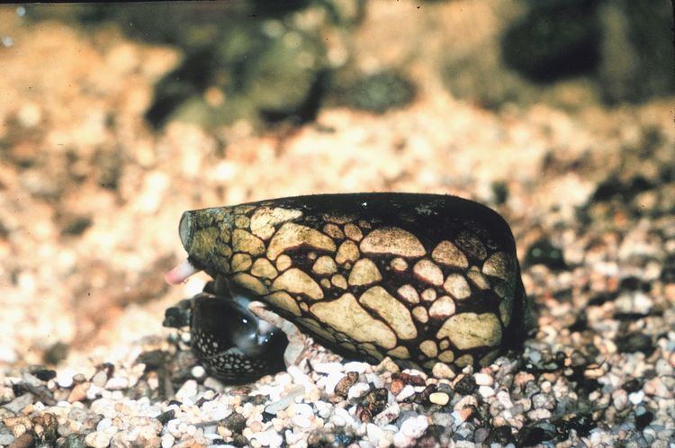 Conus marmoreus Conus marmoreus Wikipedia