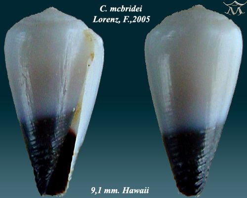 Conus mcbridei