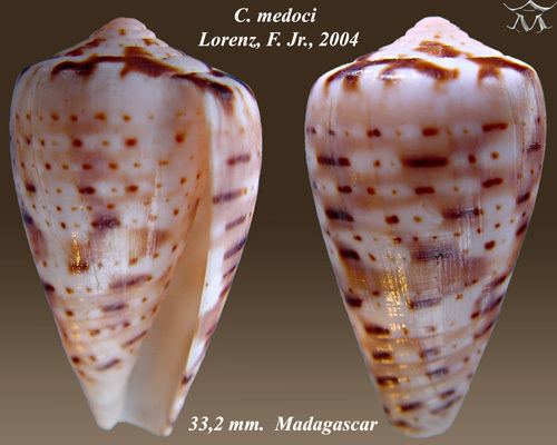 Conus medoci
