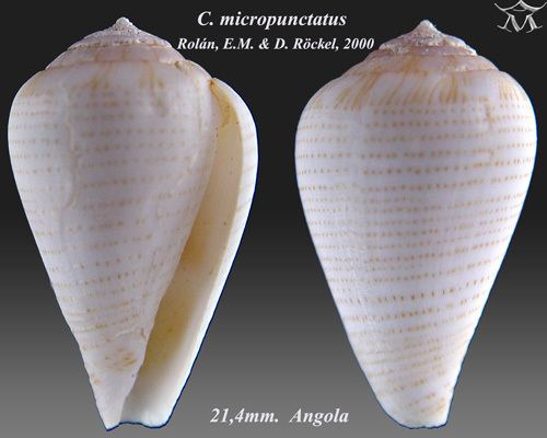 Conus micropunctatus