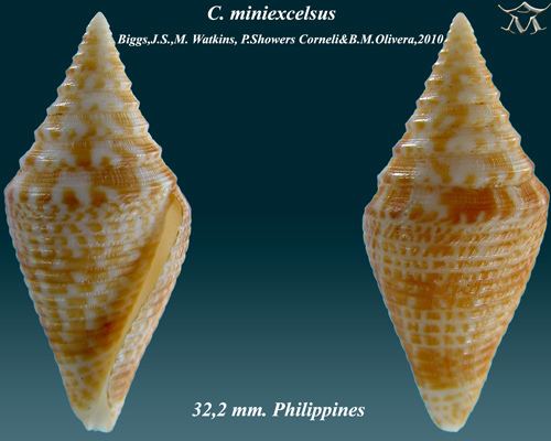 Conus miniexcelsus