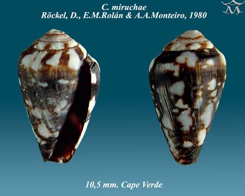 Conus miruchae