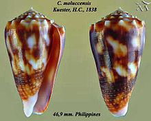 Conus moluccensis httpsuploadwikimediaorgwikipediacommonsthu