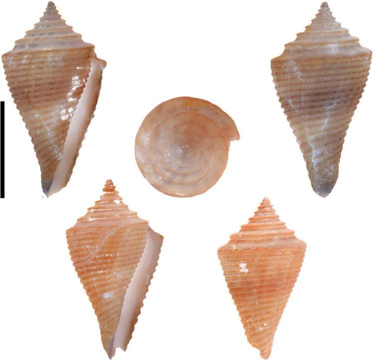 Conus multiliratus