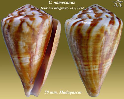 Conus namocanus