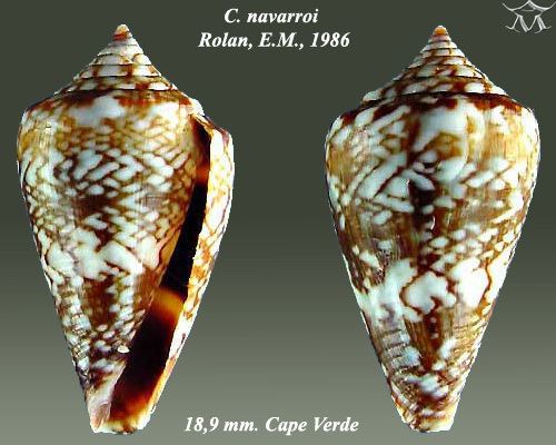 Conus navarroi