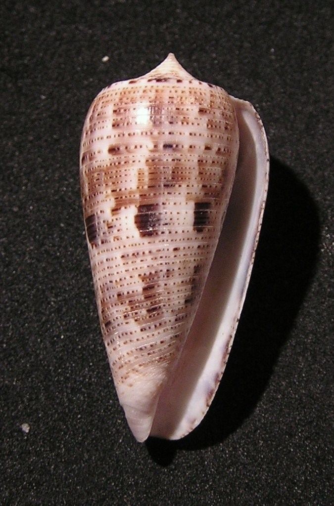 Conus nimbosus