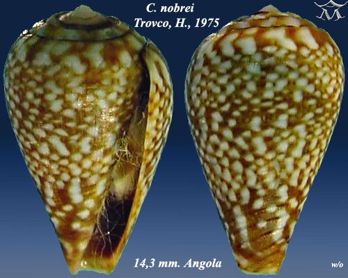 Conus nobrei
