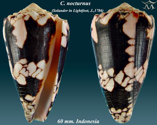 Conus nocturnus
