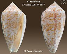 Conus nodulosus httpsuploadwikimediaorgwikipediacommonsthu
