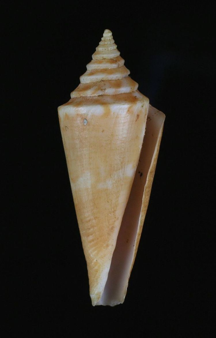 Conus nybakkeni