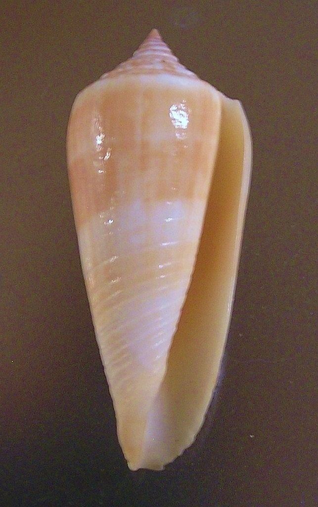 Conus ochroleucus