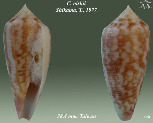 Conus oishii