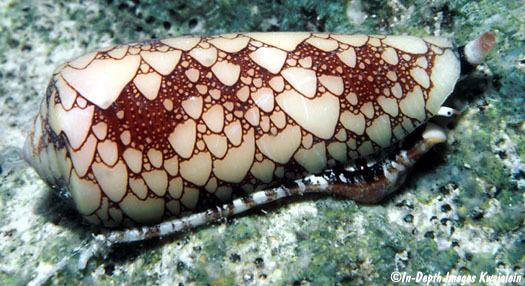 Conus omaria Conus omaria