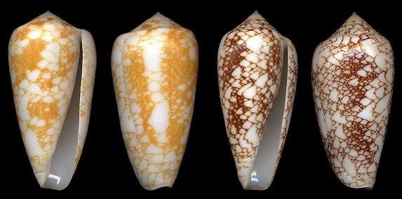 Conus omaria Conus omaria Hwass in Bruguire 1792