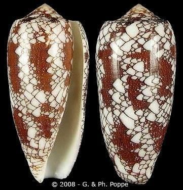 Conus omaria Darioconus omaria magoides var