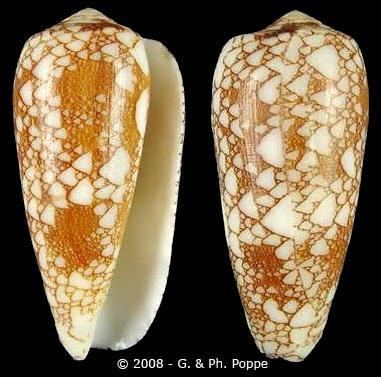 Conus omaria Darioconus omaria magoides var