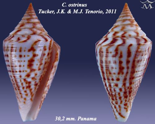 Conus ostrinus