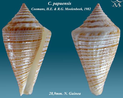 Conus papuensis