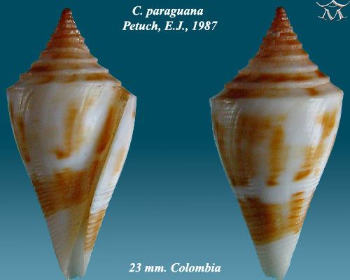 Conus paraguana