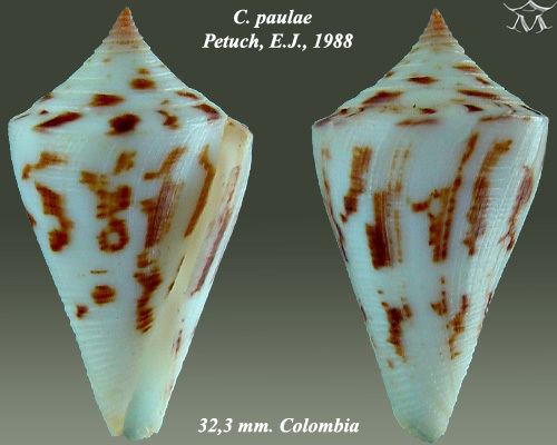Conus paulae