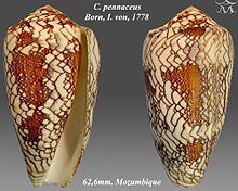 Conus pennaceus httpsuploadwikimediaorgwikipediacommonsthu