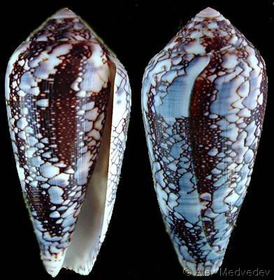 Conus pennaceus Darioconus pennaceus pennaceus praelatus var