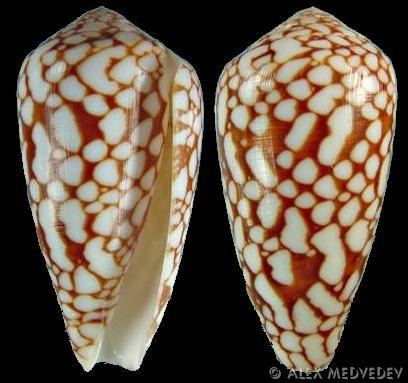 Conus pennaceus Darioconus pennaceus pennaceus rubiginosus var