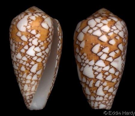 Conus pennaceus Darioconus pennaceus behelokensis