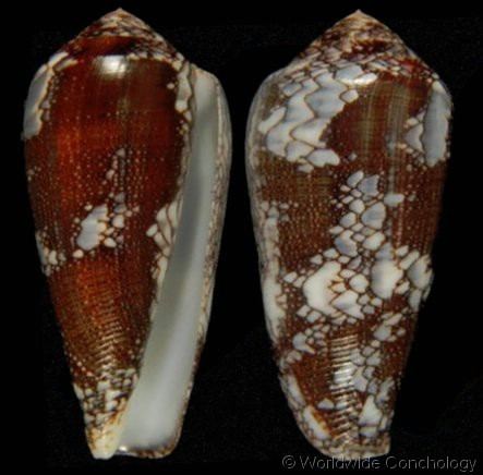 Conus pennaceus Darioconus pennaceus pennaceus