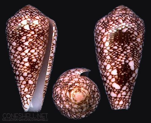 Conus pennaceus Conus pennaceus