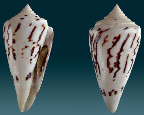 Conus pergrandis
