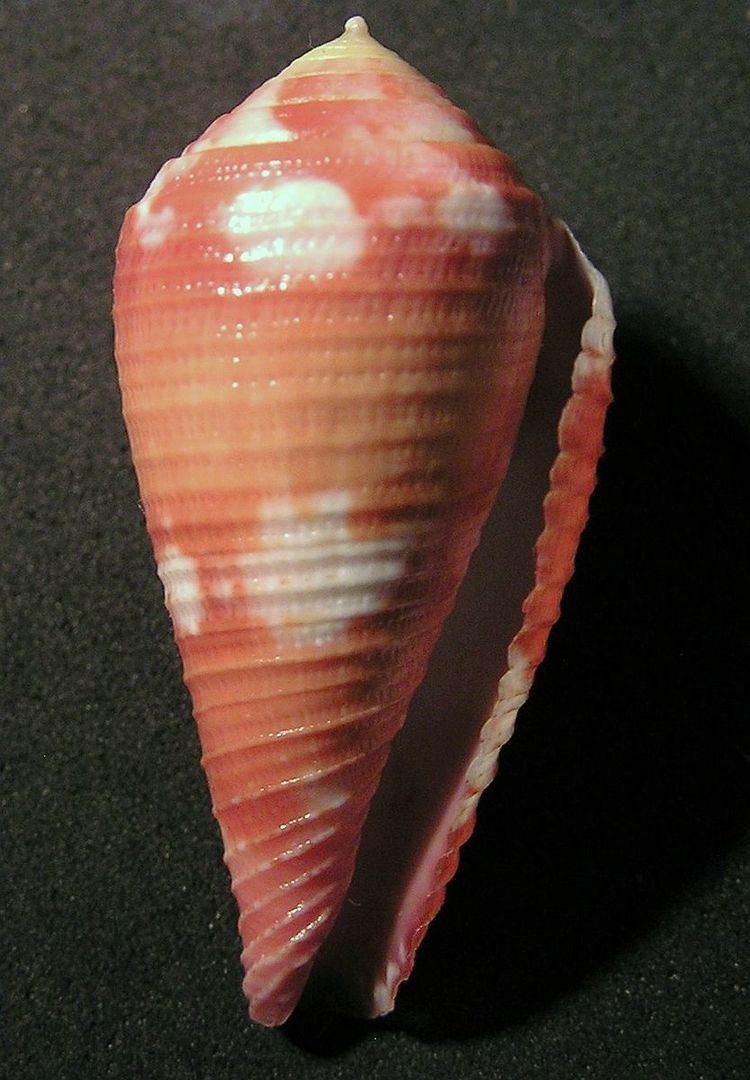Conus pertusus