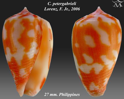 Conus petergabrieli