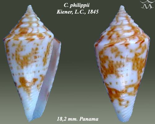Conus philippii