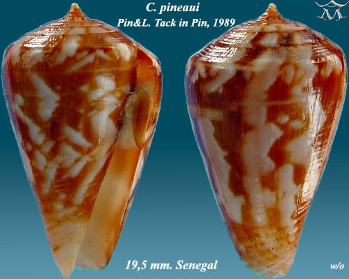 Conus pineaui