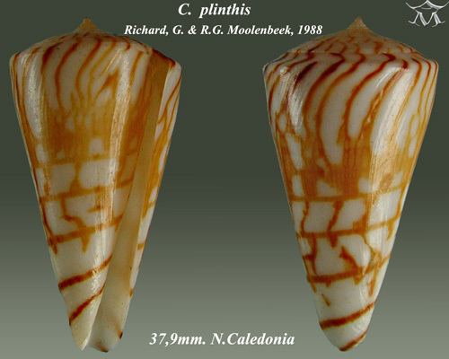 Conus plinthis
