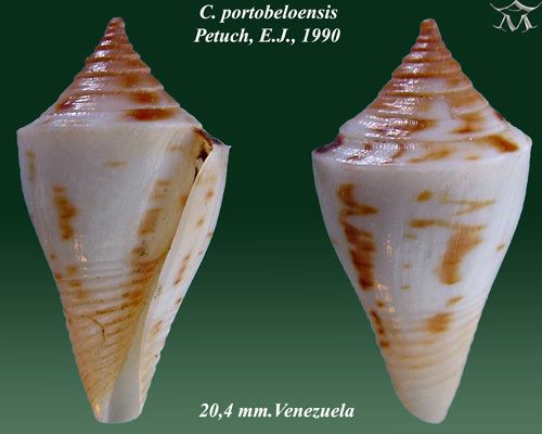 Conus portobeloensis