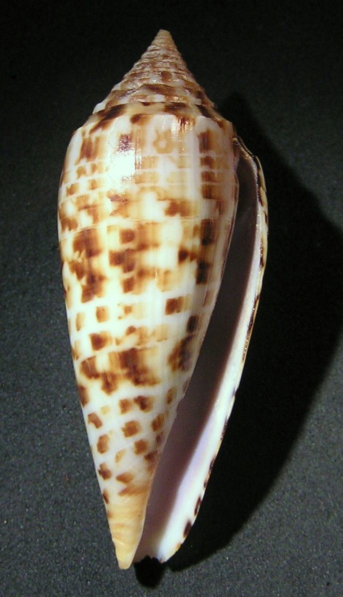 Conus pretiosus