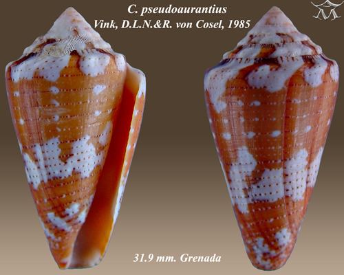 Conus pseudaurantius